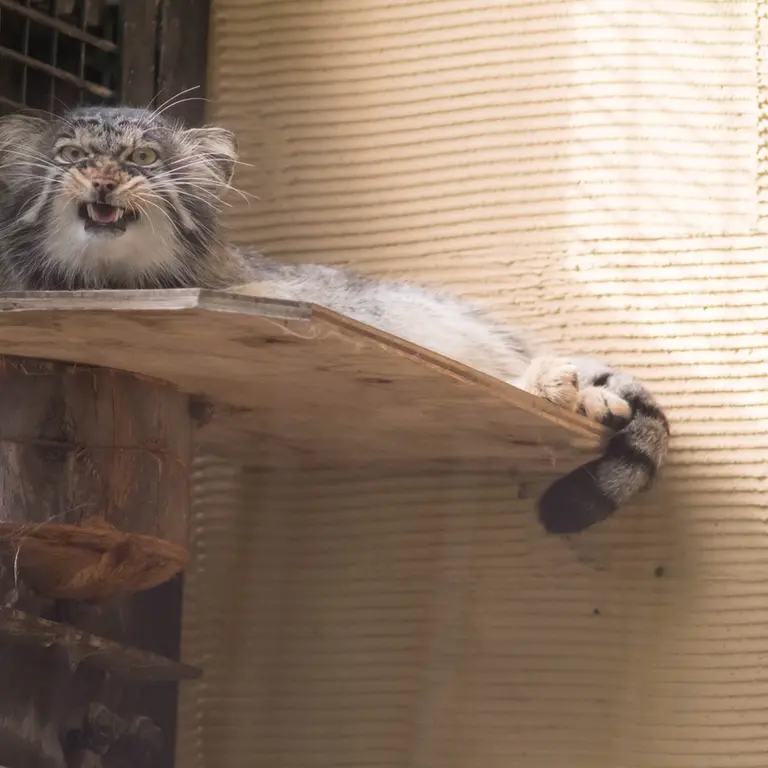 A photograph of Hide in Asahiyama Zoo