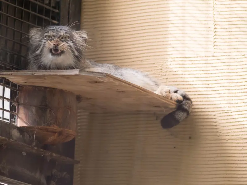 A photograph of Hide in Asahiyama Zoo