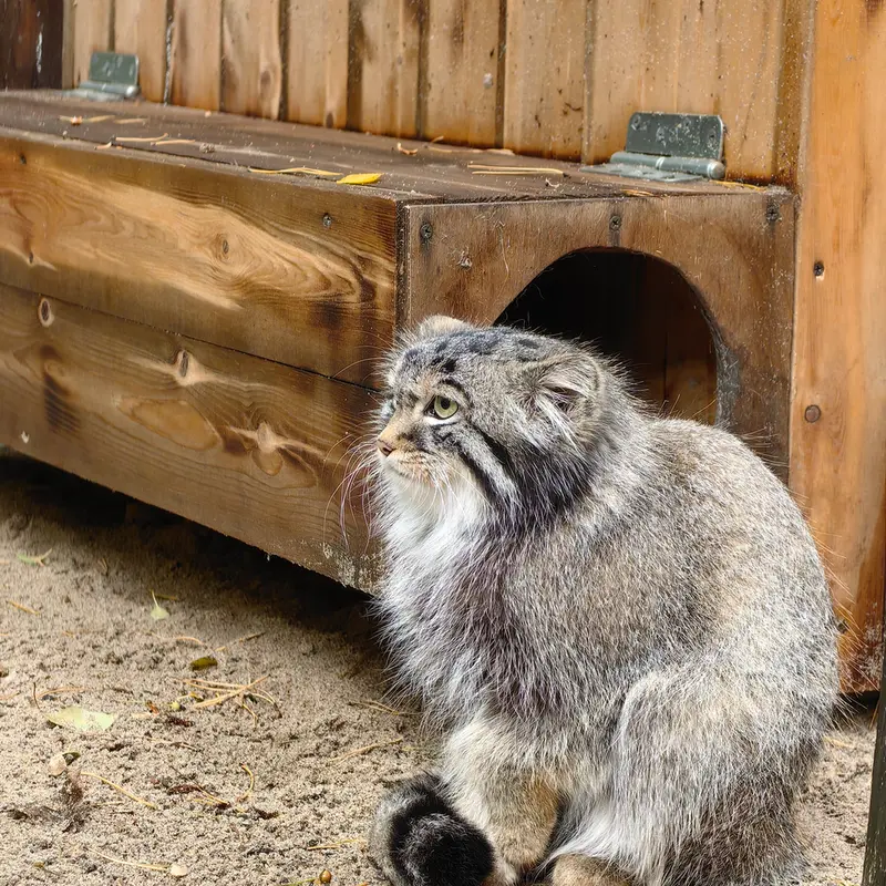 A photograph of Son of Lolo 2024 Ⅰ in Novosibirsk Zoo