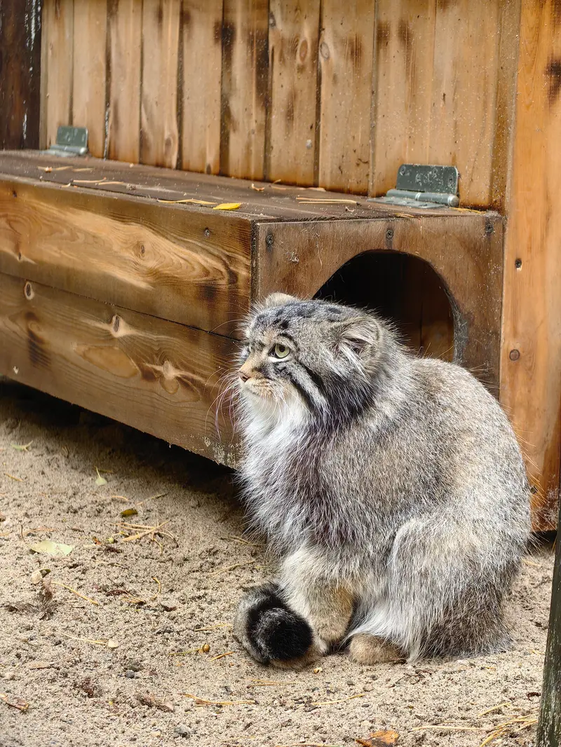 A photograph of Son of Lolo 2024 Ⅰ in Novosibirsk Zoo