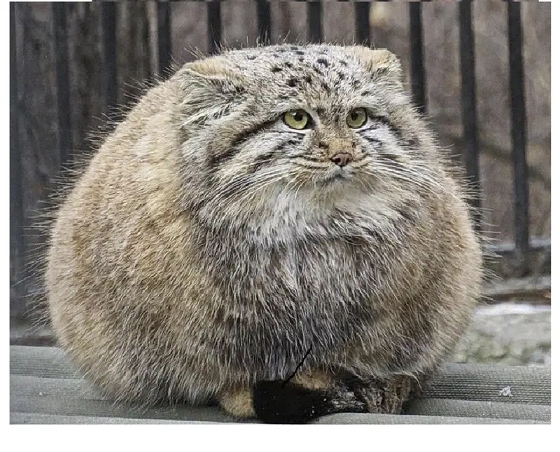 what kind of manul is this