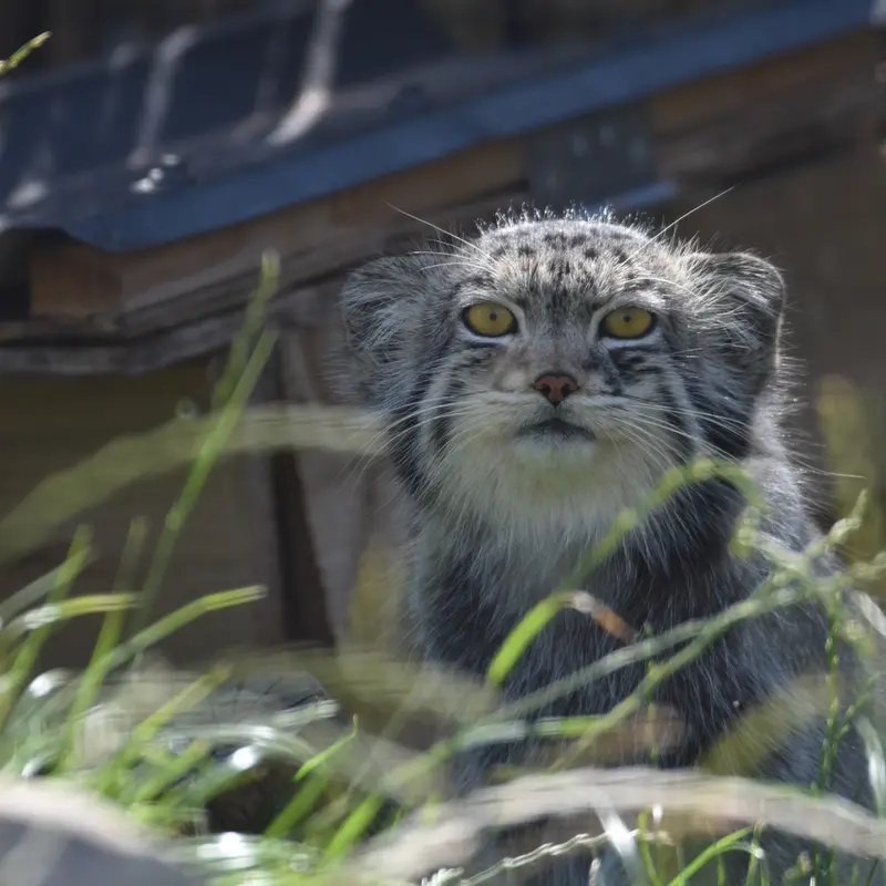A photograph of Bat-Erdene in The Lakeland Wildlife Oasis