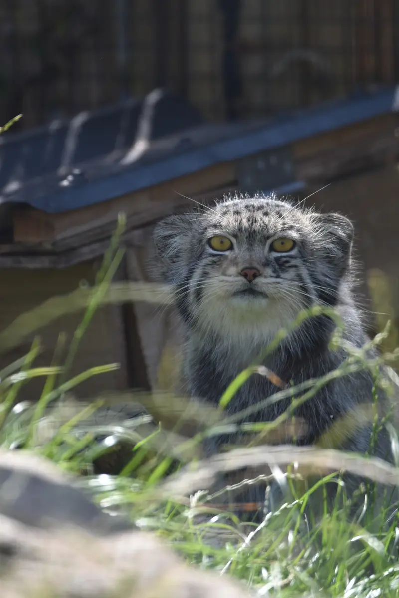 A photograph of Bat-Erdene in The Lakeland Wildlife Oasis