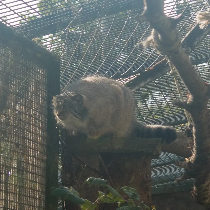 A photograph of Duchess in Edinburgh Zoo