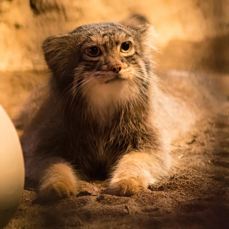 A photograph of Figa in Nogeyama Zoo