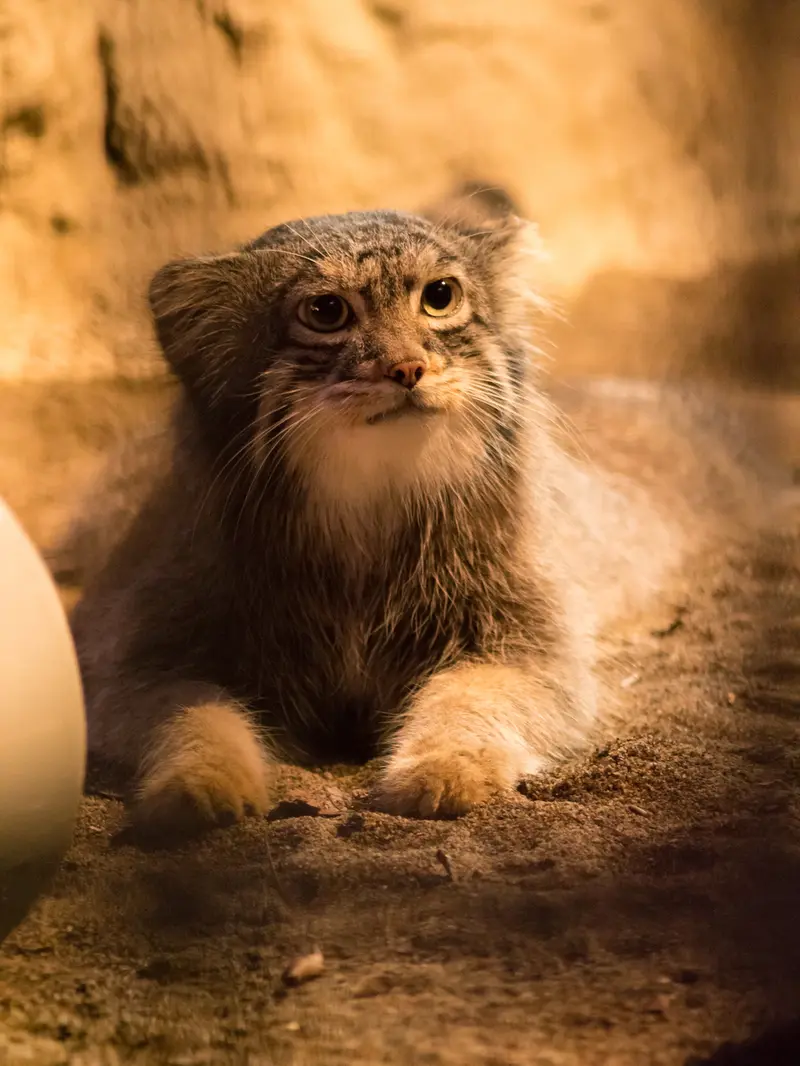 A photograph of Figa in Nogeyama Zoo