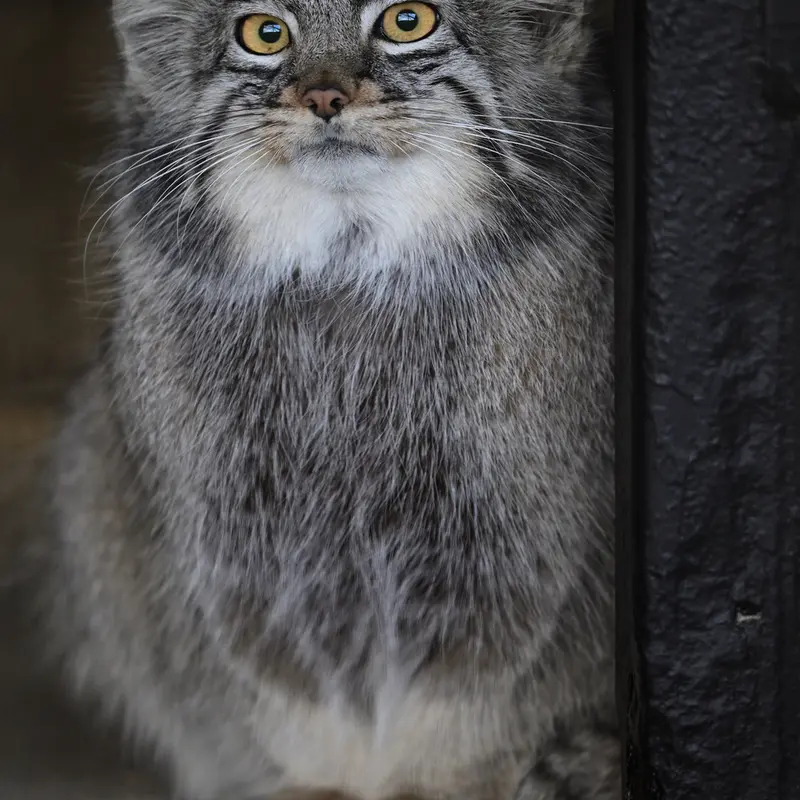 A photograph of Mei in Gokatsuraike Animal Park