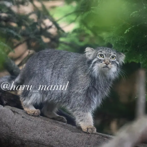A photograph of Abrikos in Nasu Animal Kingdom