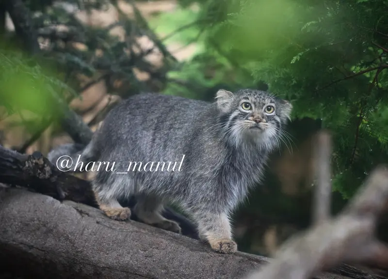 A photograph of Abrikos in Nasu Animal Kingdom