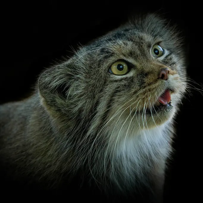 A photograph of Qara in The Big Cat Sanctuary