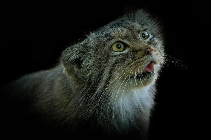 A photograph of Qara in The Big Cat Sanctuary