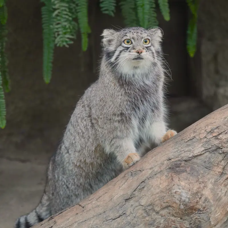 A photograph of Oto in Kobe Animal Kingdom
