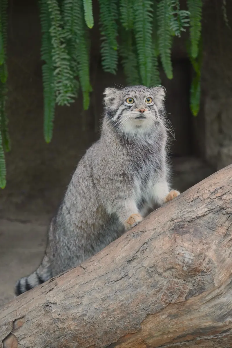 A photograph of Oto in Kobe Animal Kingdom