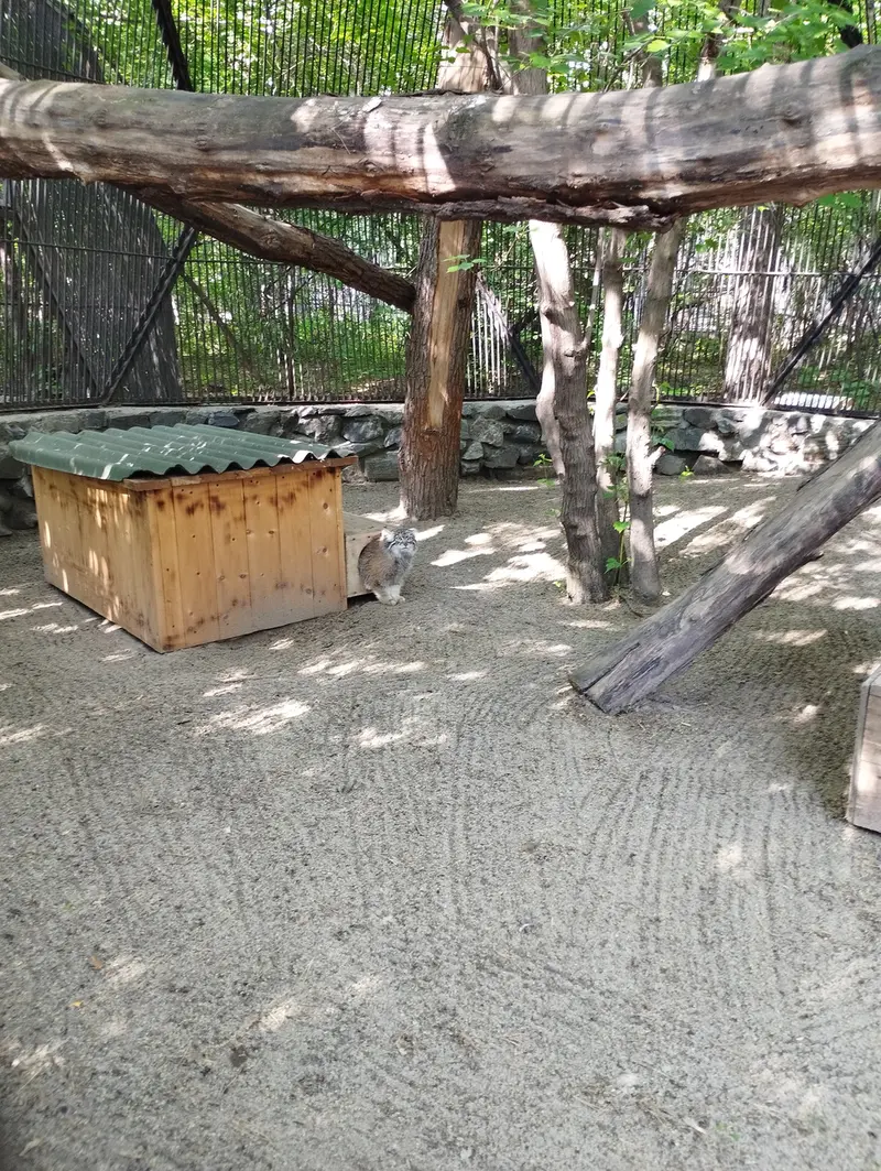 A photograph of a Pallas's cat in Novosibirsk Zoo