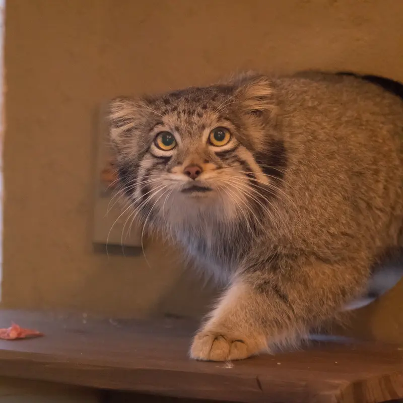 A photograph of Oto in Saitama Children's Zoo