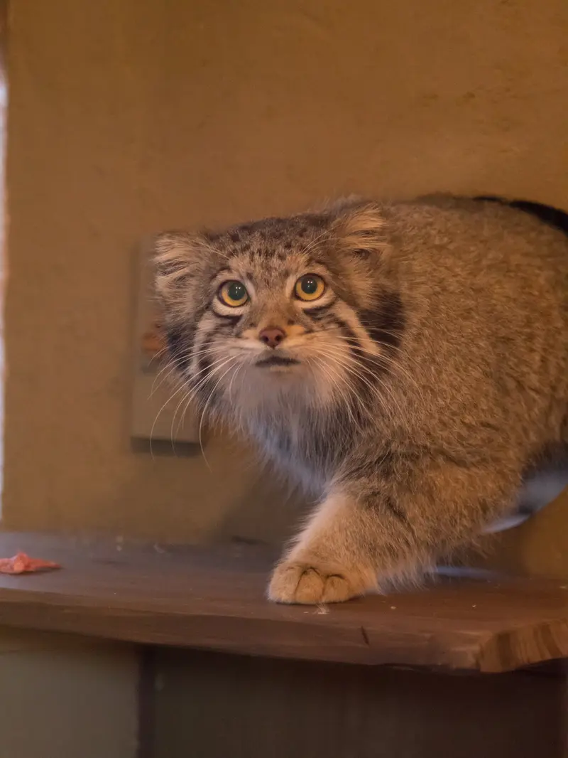 A photograph of Oto in Saitama Children's Zoo