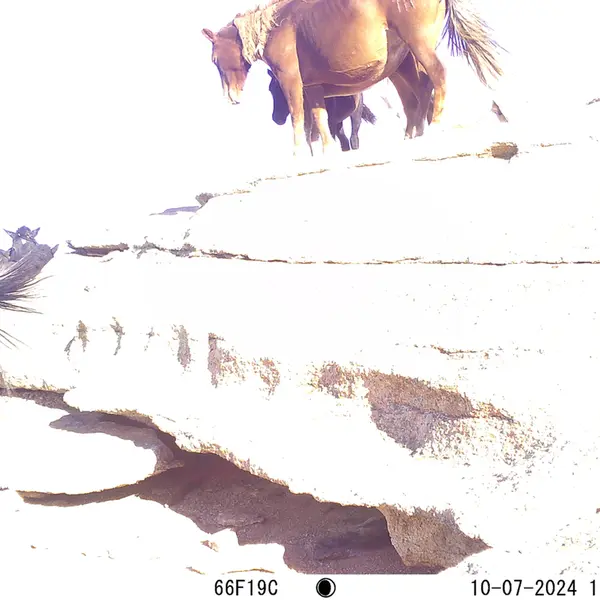 A photograph of Horse from Bektauata 1 camera trap