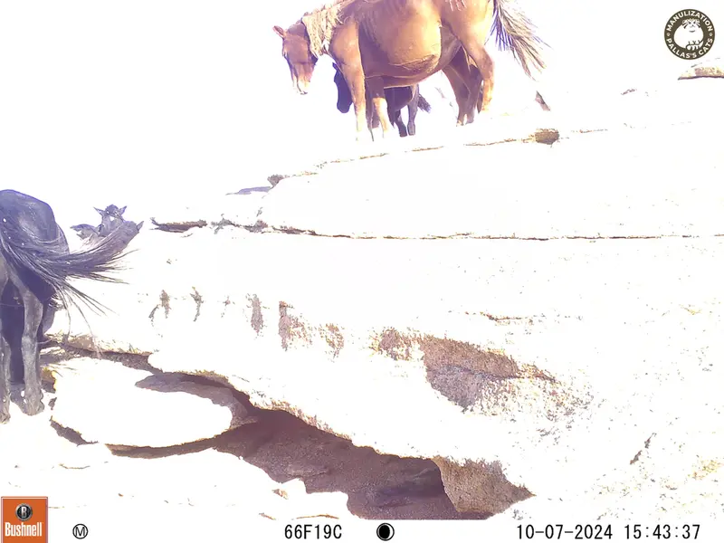 A photograph of Horse from Bektauata 1 camera trap