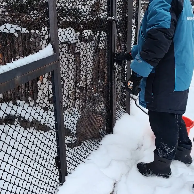 A photograph of a Pallas's cat in Novosibirsk Zoo