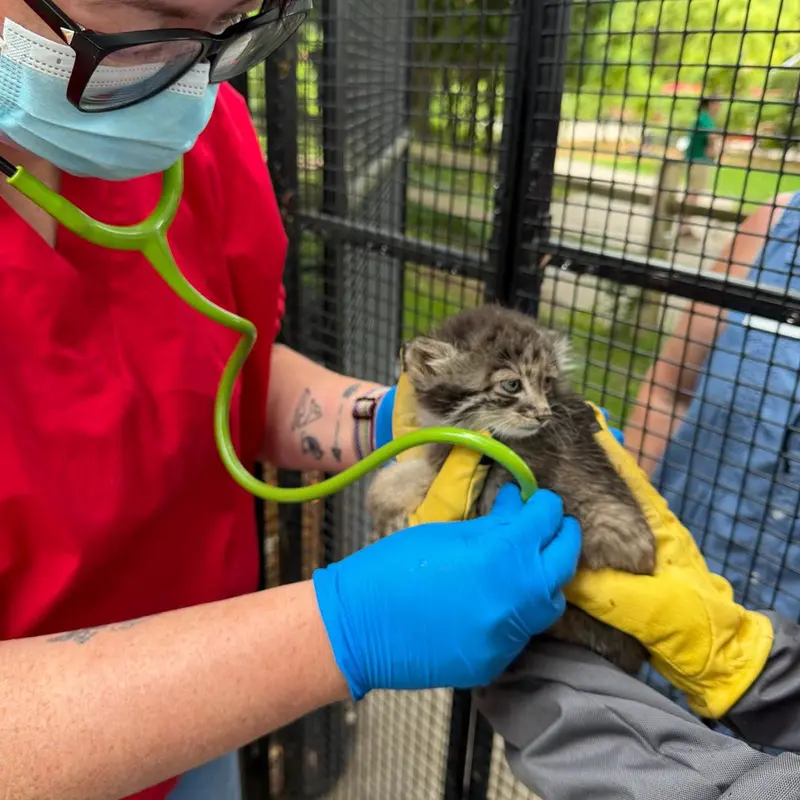 A photograph of a Pallas's cat in Niabi Zoo