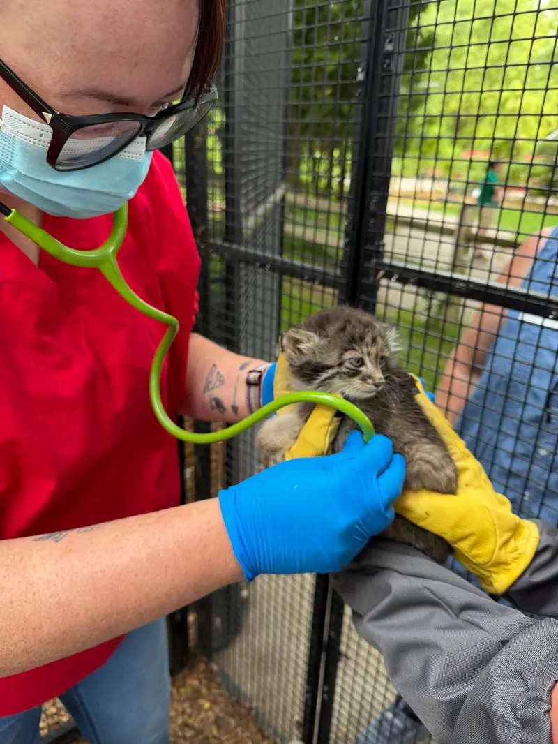 A photograph of a Pallas's cat in Niabi Zoo