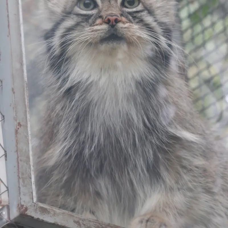 A photograph of Az in Kobe Animal Kingdom
