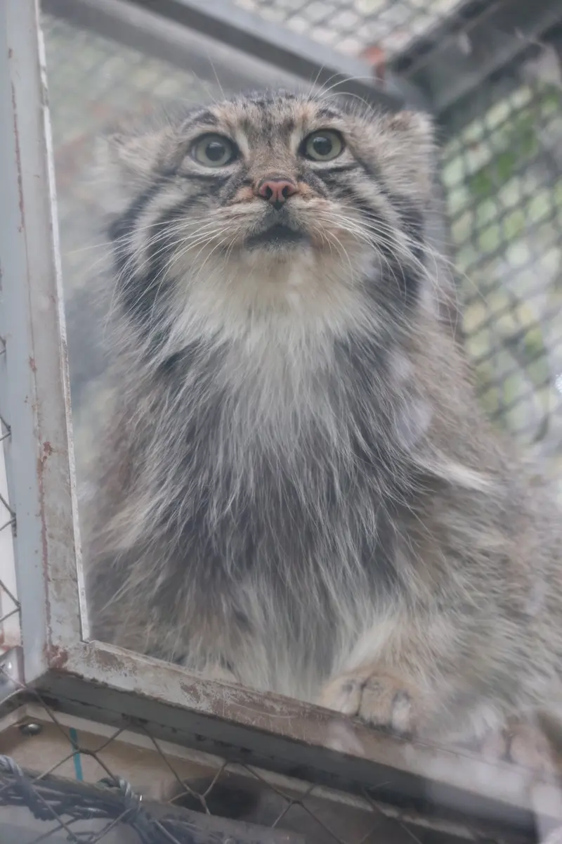 A photograph of Az in Kobe Animal Kingdom