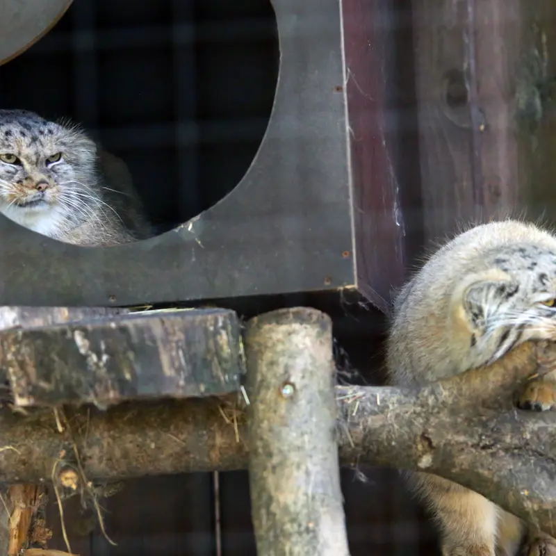 A photograph of Alani and Kitten of Alani b.2026 Ⅱ in Košice Zoo