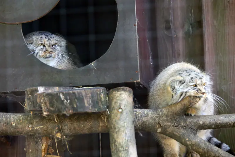 A photograph of Alani and Kitten of Alani b.2026 Ⅱ in Košice Zoo