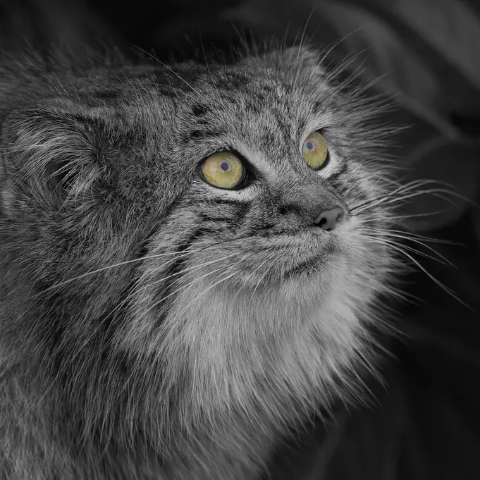 A photograph of Wei Shand in The Big Cat Sanctuary