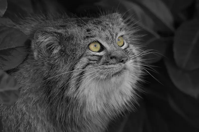 A photograph of Wei Shand in The Big Cat Sanctuary