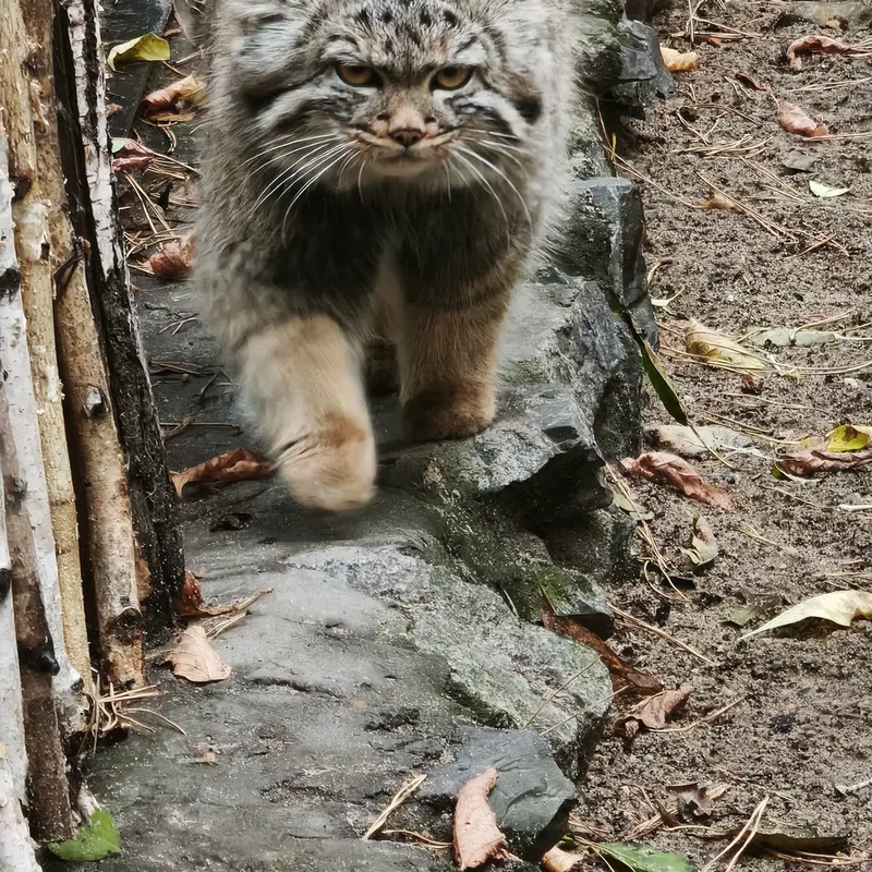 A photograph of Daughter of Adele b.2026 Ⅱ in Novosibirsk Zoo