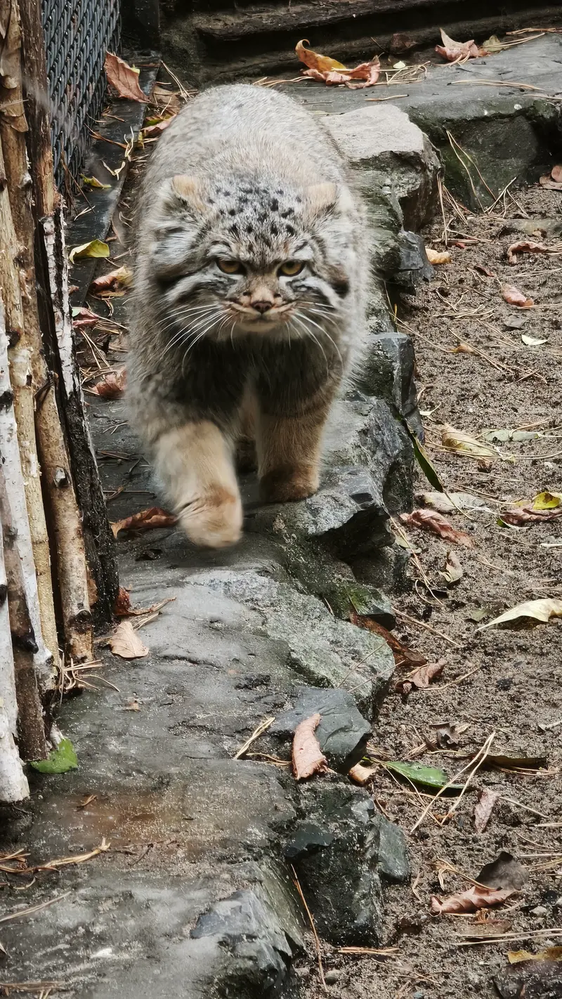 A photograph of Daughter of Adele b.2026 Ⅱ in Novosibirsk Zoo
