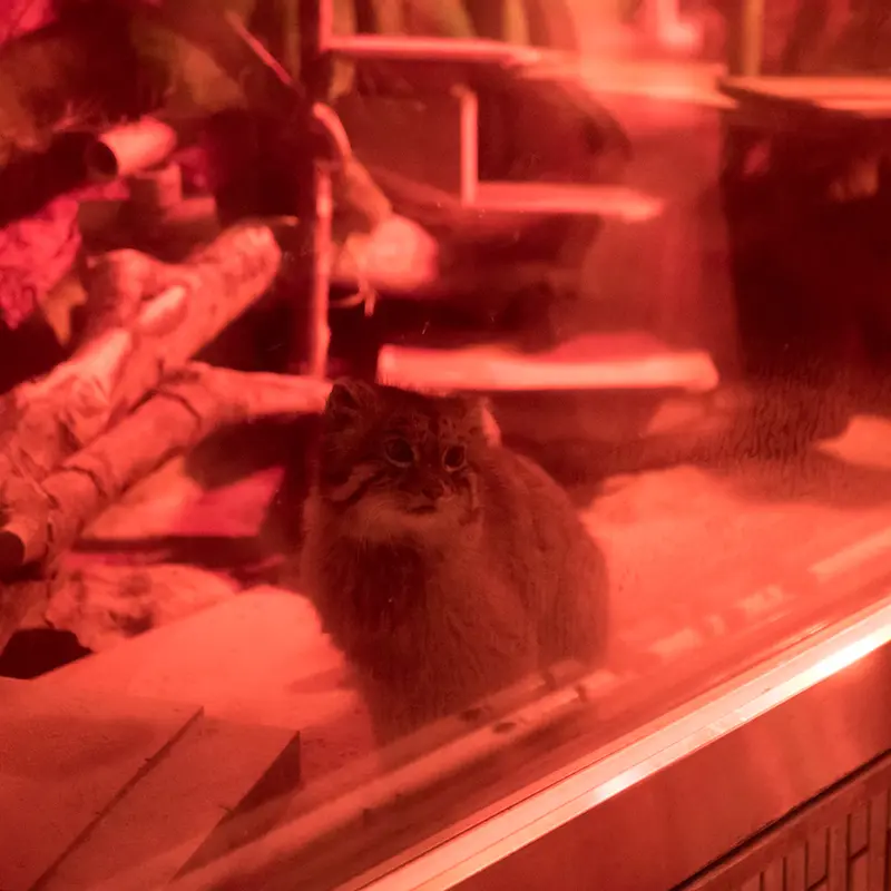 A photograph of Naim in Ueno Zoological Gardens