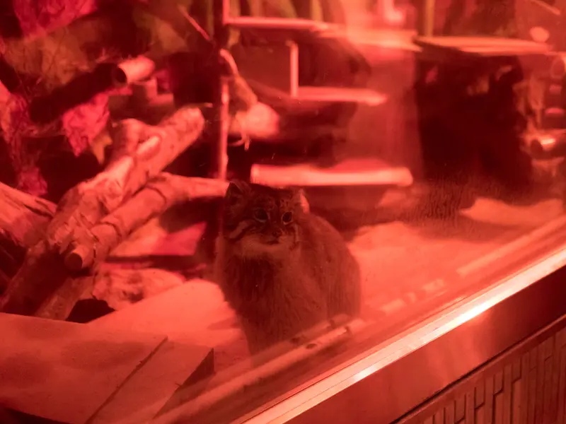 A photograph of Naim in Ueno Zoological Gardens