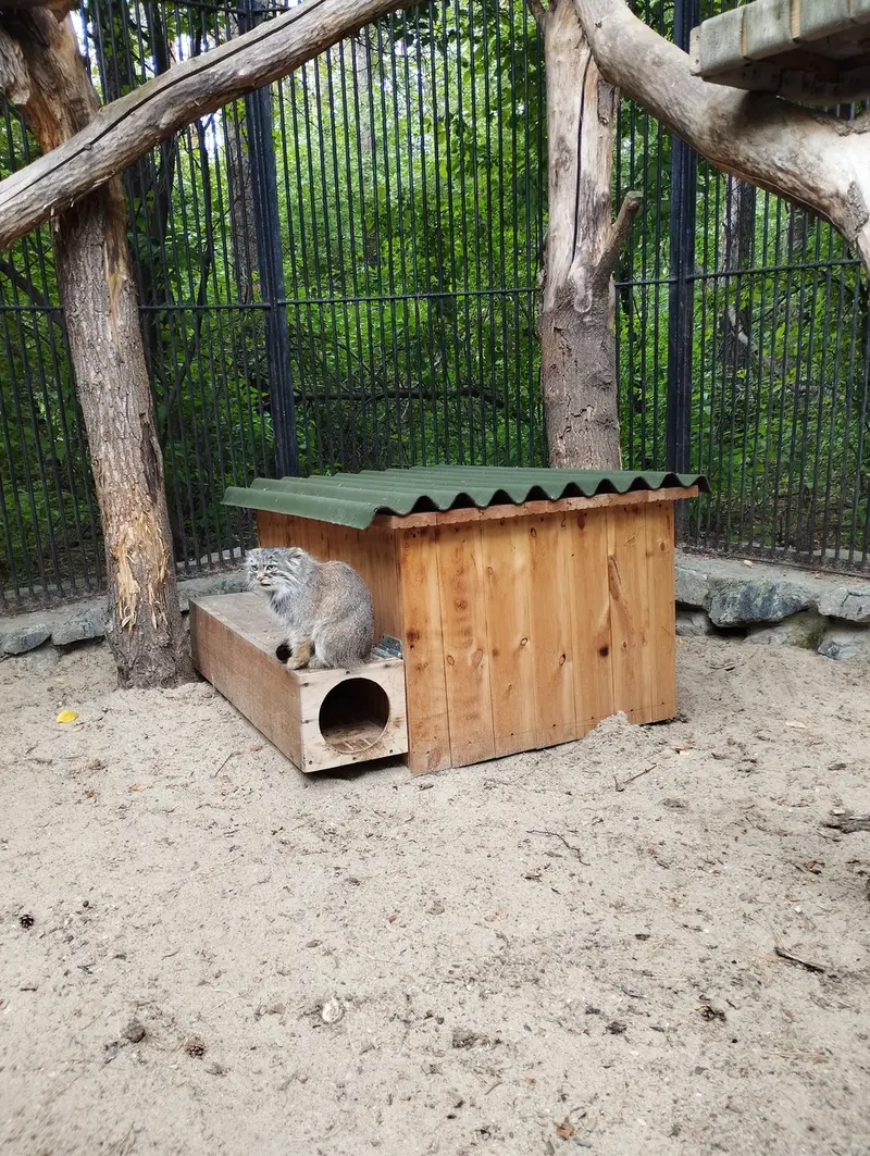 A photograph of a Pallas's cat in Novosibirsk Zoo