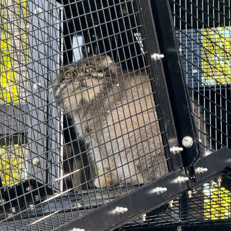 A photograph of Grusha in Asahiyama Zoo