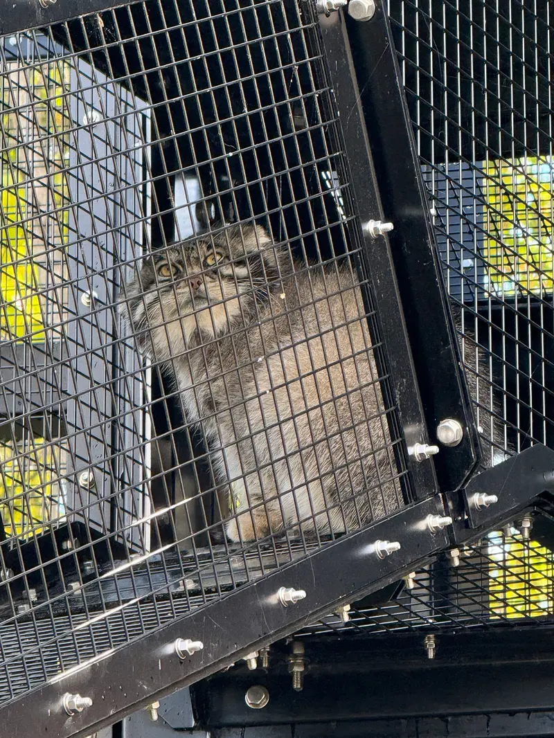 A photograph of Grusha in Asahiyama Zoo