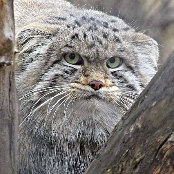 A photograph of a Pallas's cat in Novosibirsk Zoo