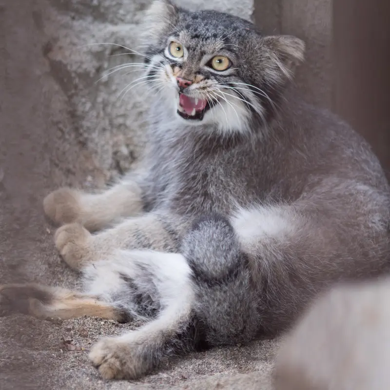 A photograph of Figa in Nogeyama Zoo