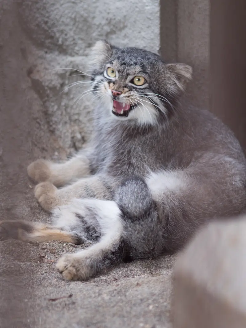 A photograph of Figa in Nogeyama Zoo
