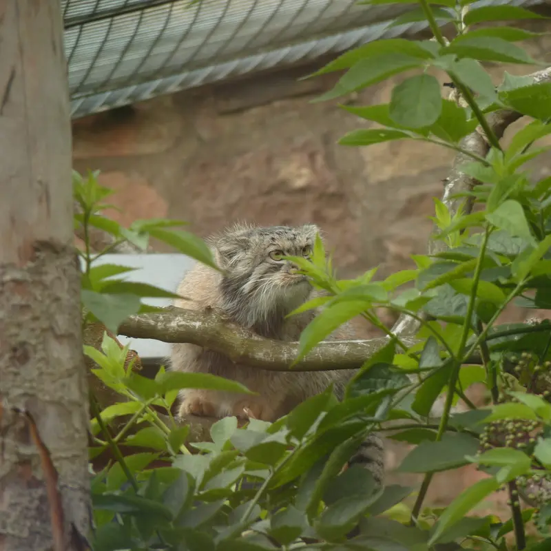 A photograph of Duchess in Edinburgh Zoo