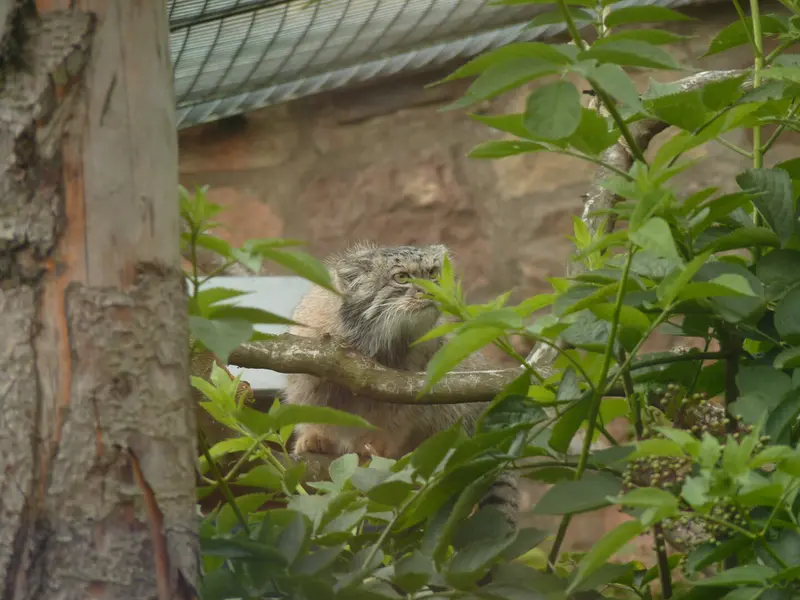 A photograph of Duchess in Edinburgh Zoo