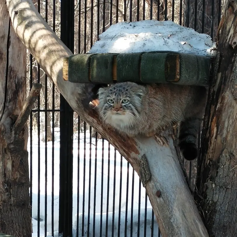 A photograph of a Pallas's cat in Novosibirsk Zoo