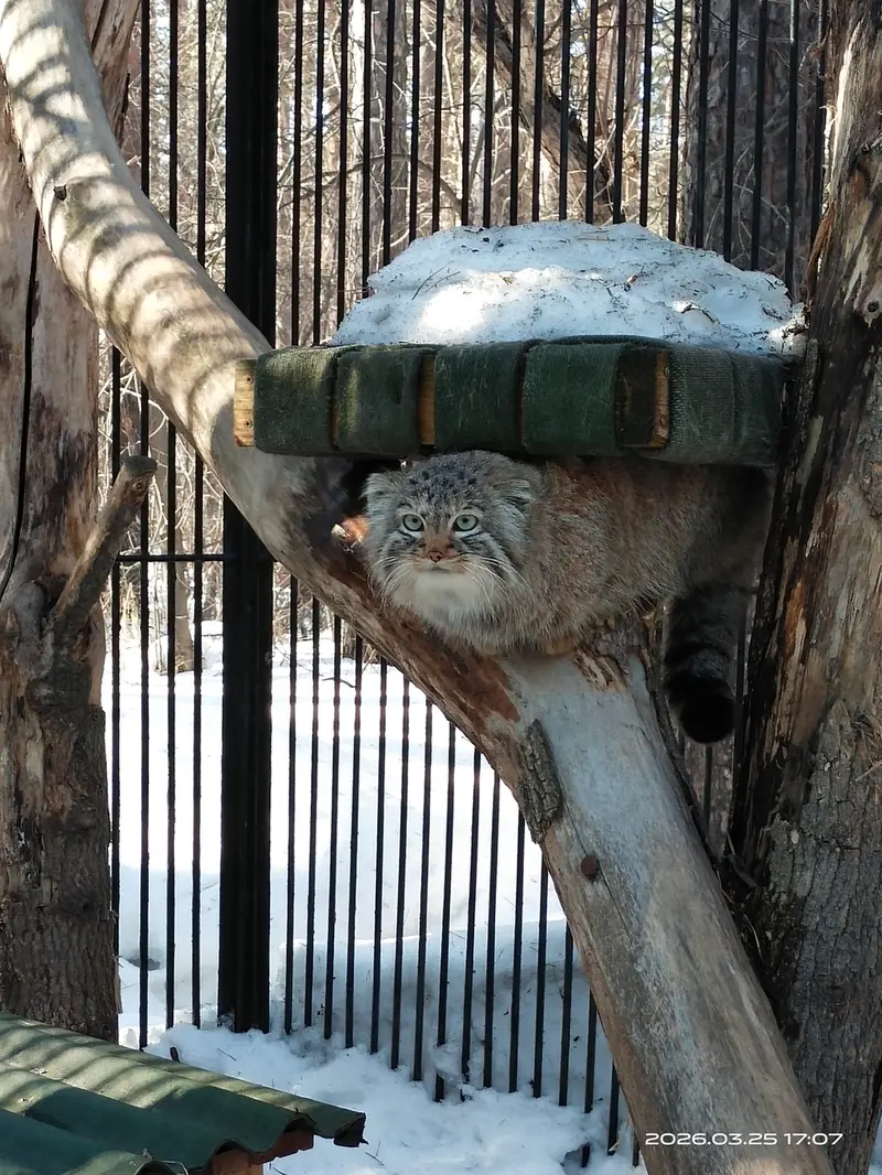 A photograph of a Pallas's cat in Novosibirsk Zoo