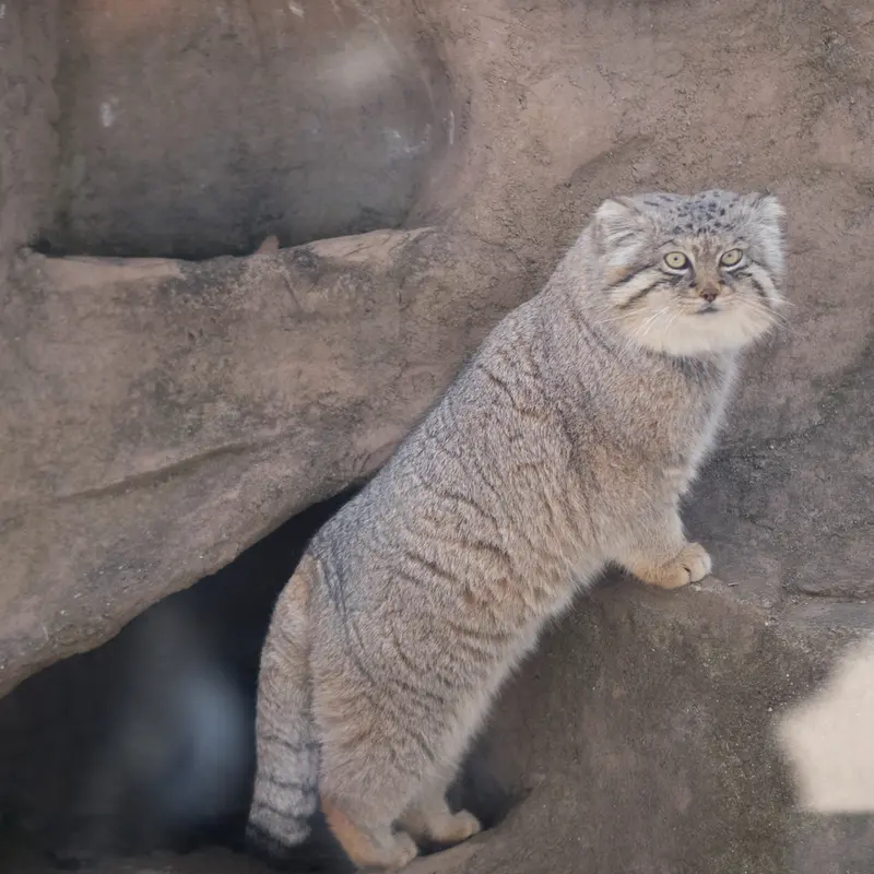 A photograph of Lotos in Saitama Children's Zoo