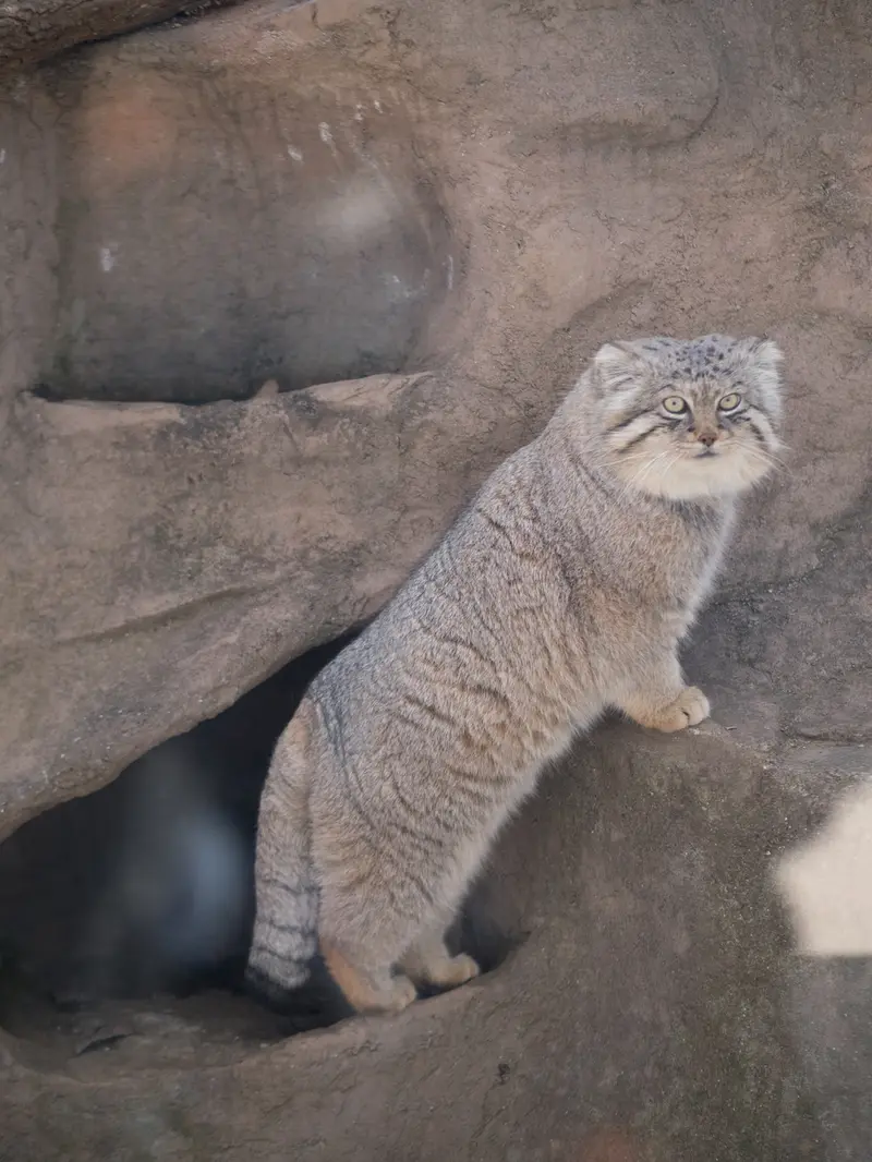 A photograph of Lotos in Saitama Children's Zoo