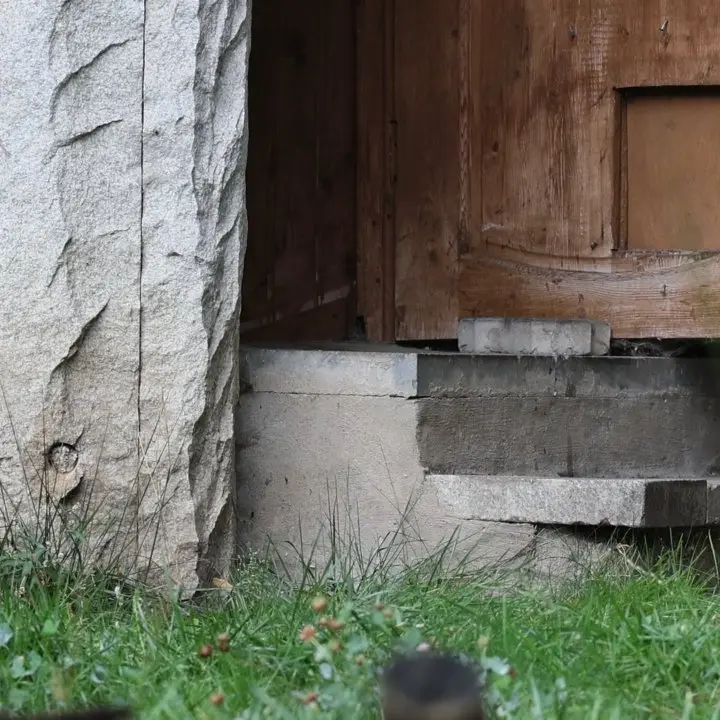 A photograph of a Pallas's cat in Moscow zoo