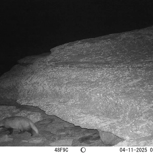 A photograph of Asian badger from Bektauata 1 camera trap