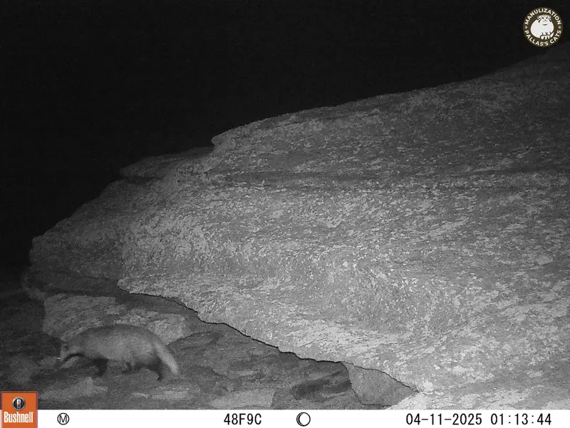 A photograph of Asian badger from Bektauata 1 camera trap